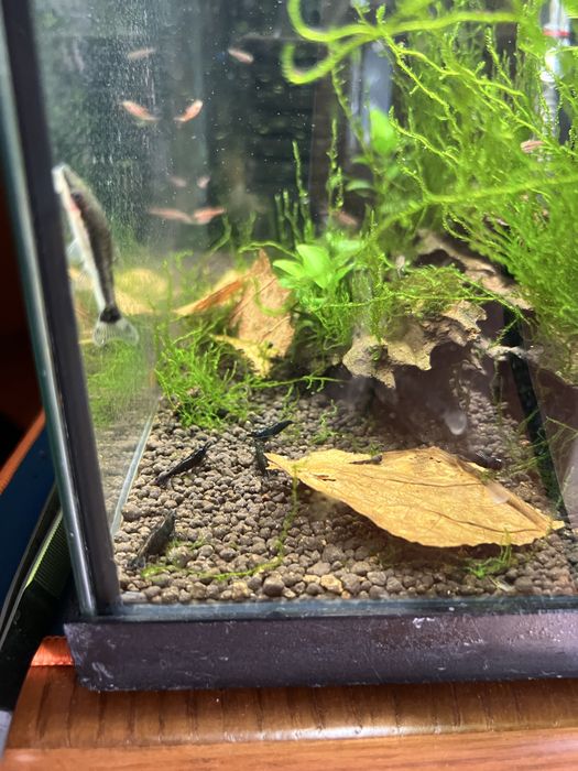 Camaroes caridina Black king kong extrem