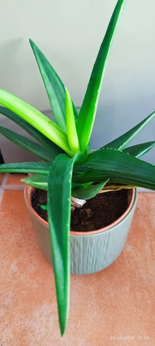 Aloe vera com vaso