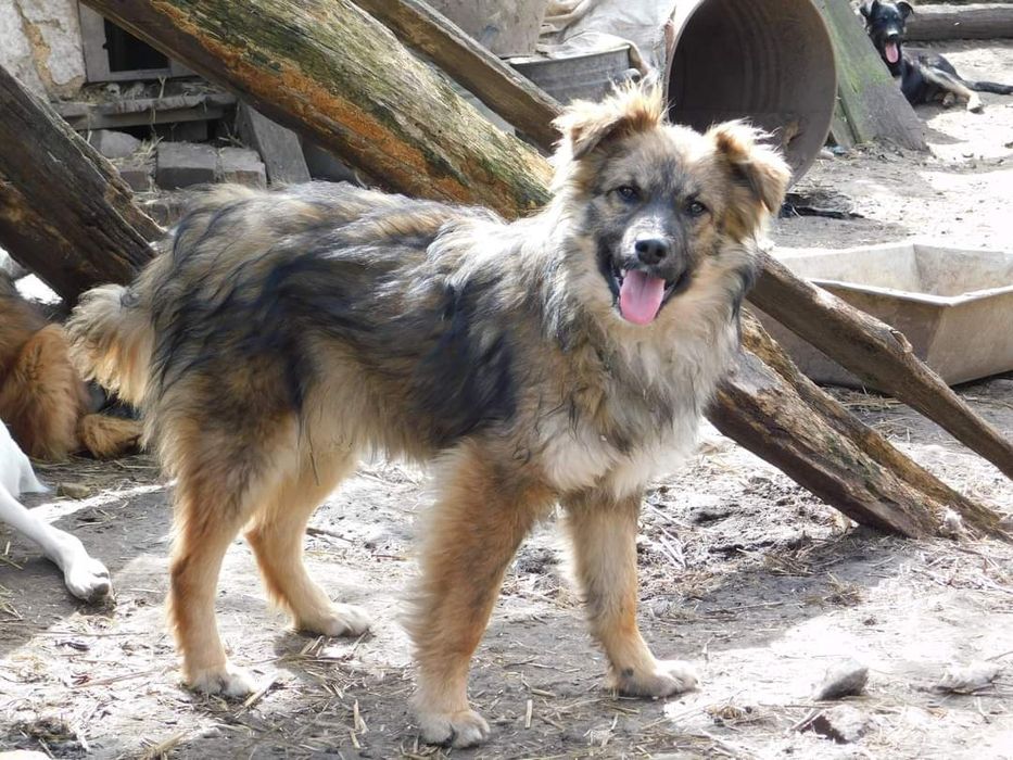 Цуценя Рекс к пошуку домівки