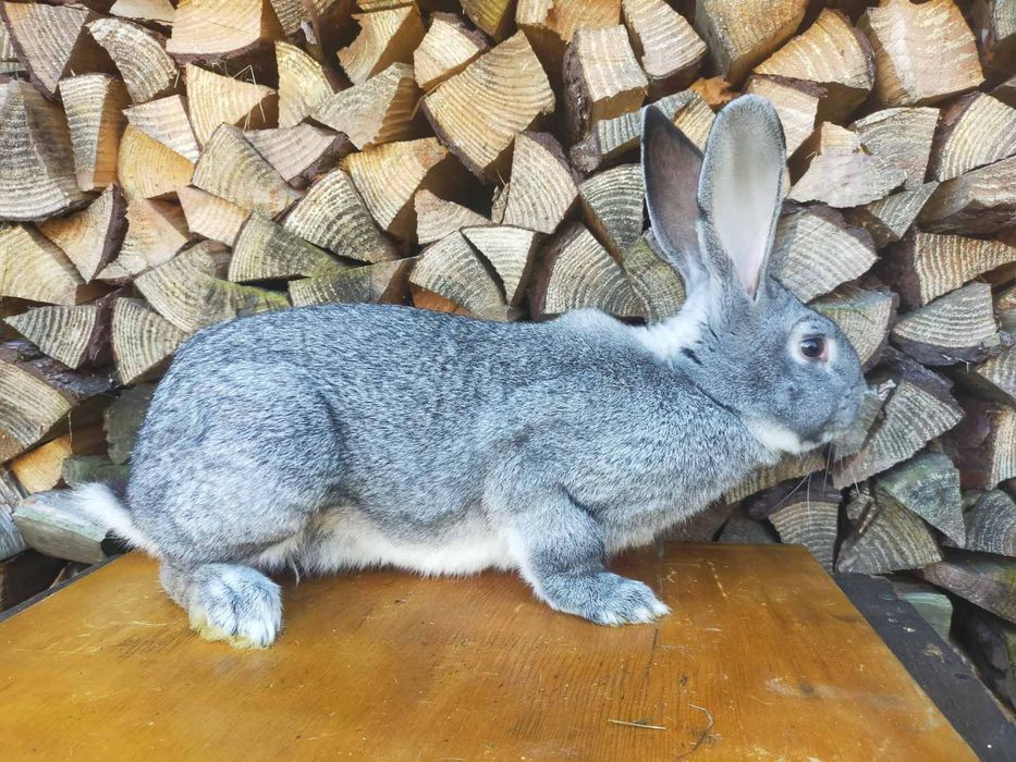 Кролі породи Шиншила. Німецький строкатий велетень.