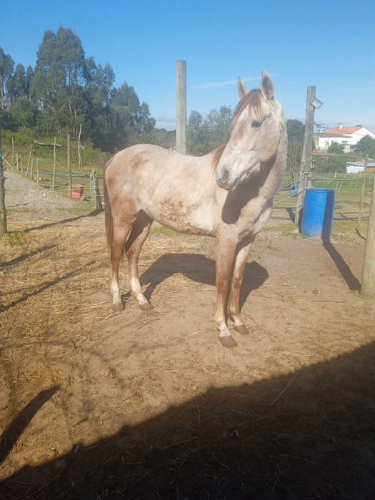 Cavalo com 3 anos