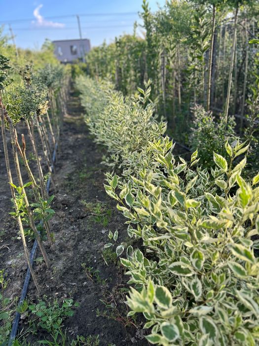 Дерен білий Elegantissima | Aurea в горщиках