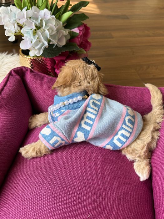 Найкрасивіші малюки мальтипу