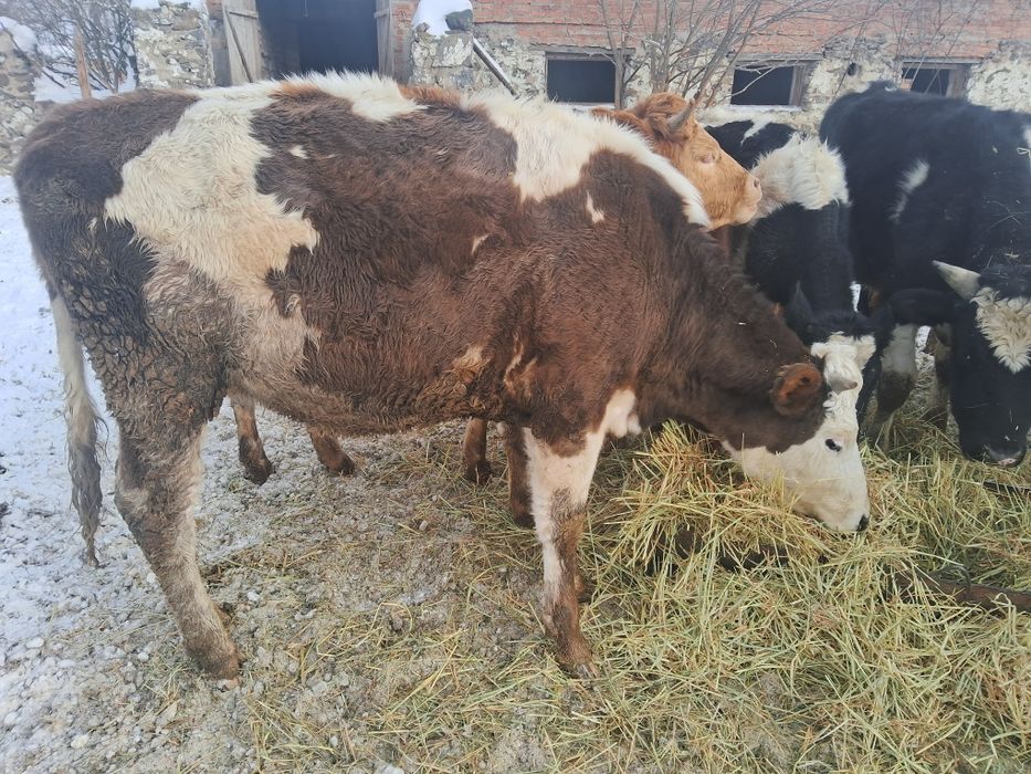 Продам тільні телички