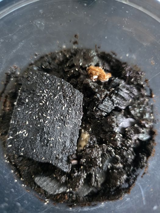 Skoczogonki - ekipa sprzątająca