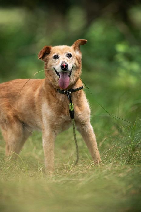 Nosek - pełen pozytywnej energii słodziak - do adopcji