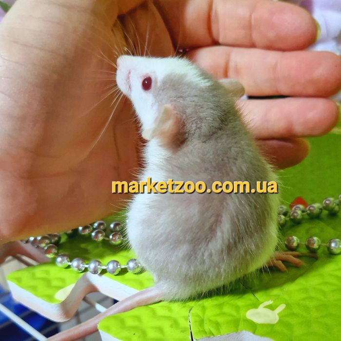 Крыска Дамбо,крыса,крысы,крыски,,щур,щури