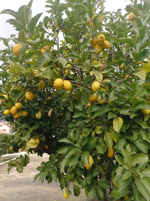 Vendo ou troco laranjas Clementinas tangerinas e limões 100% bio