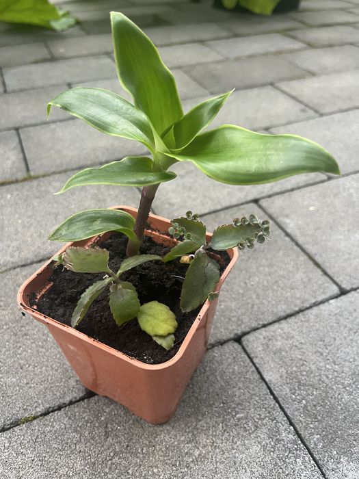 Roślinki dla Pani Kariny
