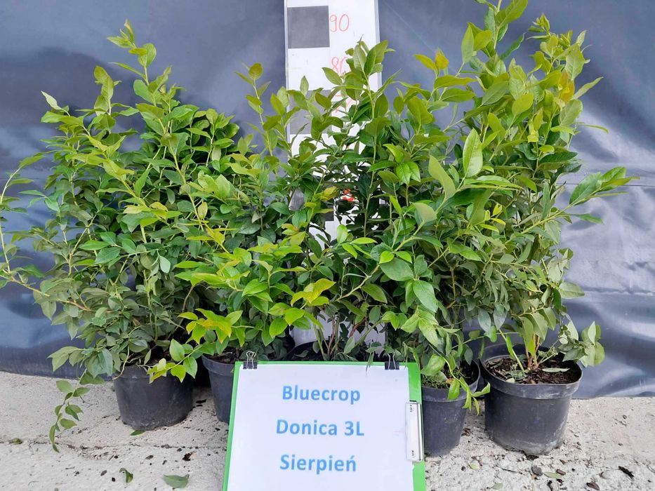 6. Borówka Amerykańska Bluecrop 3 lata donica 3l Premium