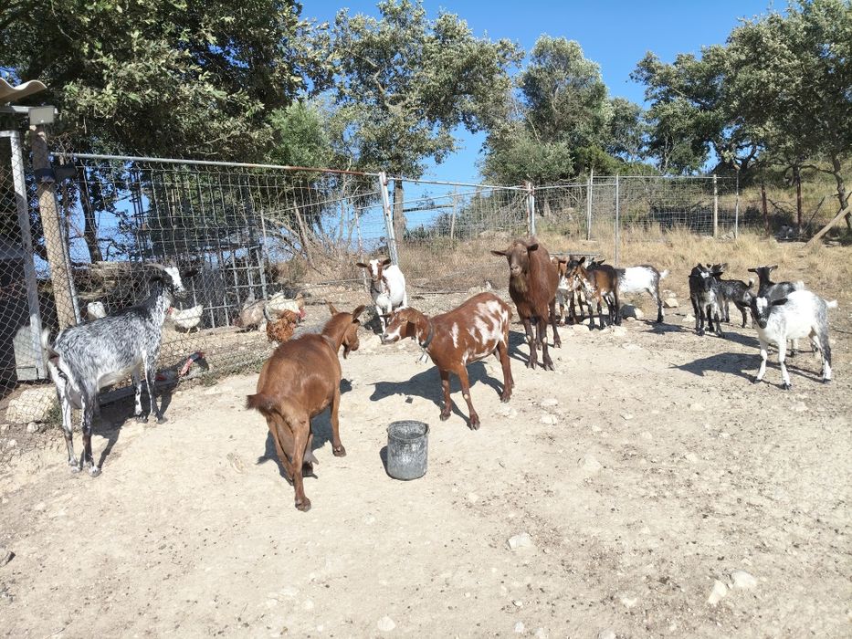 Vendo cabras e cabritos