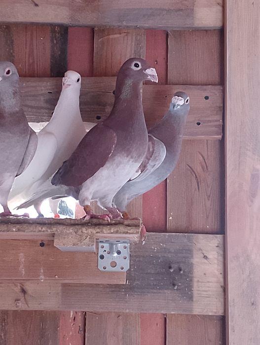 Sprzedam gołębie pocztowe i staropolskie