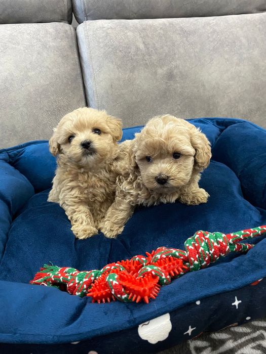 Suczka maltipoo f1 pudel red&maltańczyk pochodzenie fci