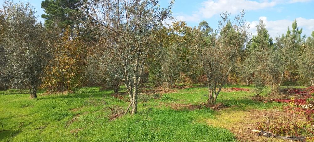 Quinta com casa habitação em Sabugosa-Tondela Tondela