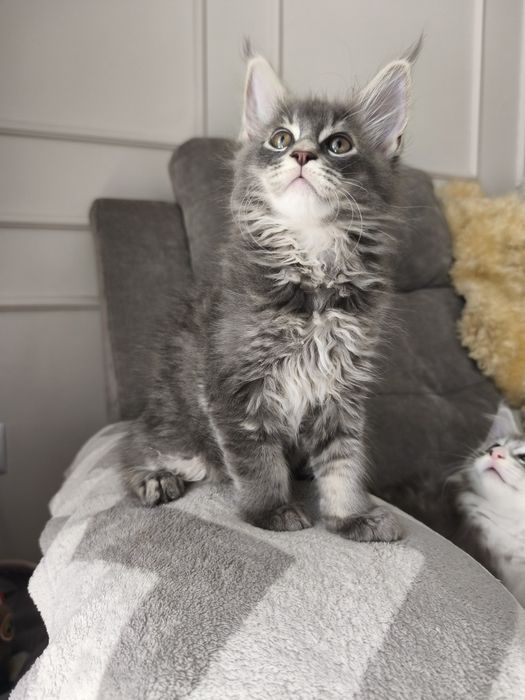Axel Maine coon niebieski