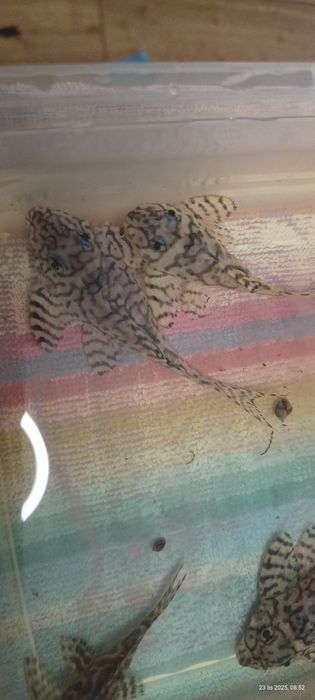 Glonojad zbrojniki l236