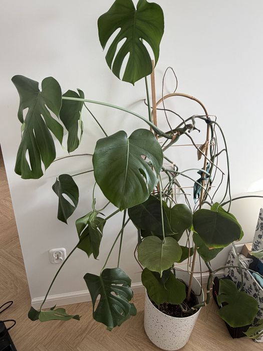 REZERWACJA Oddam za darmo - Duża monstera