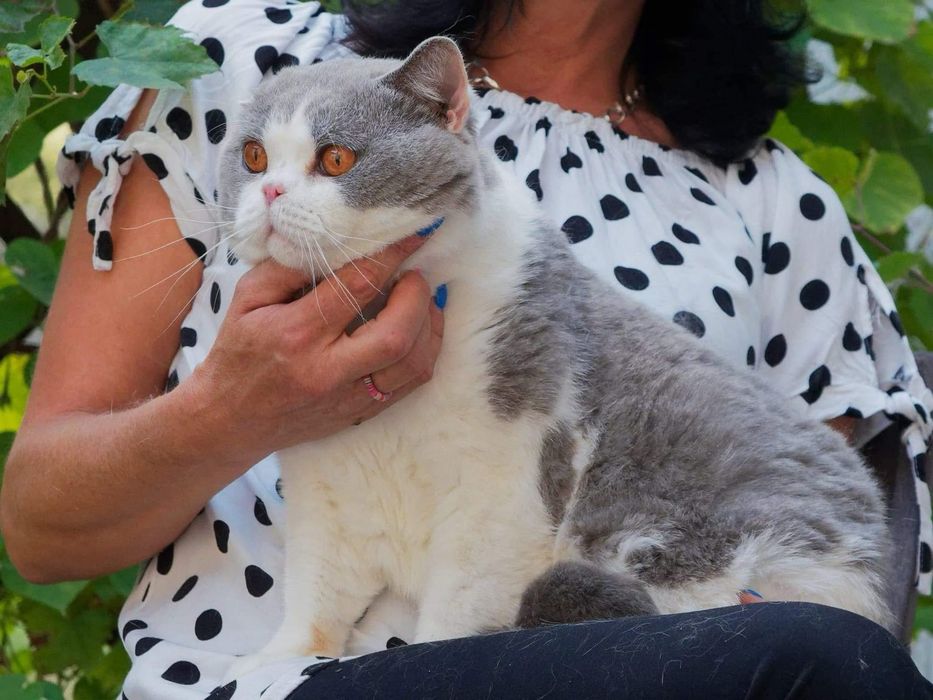 Kocur brytyjski krotkowlosy do hodowli, OKAZJA