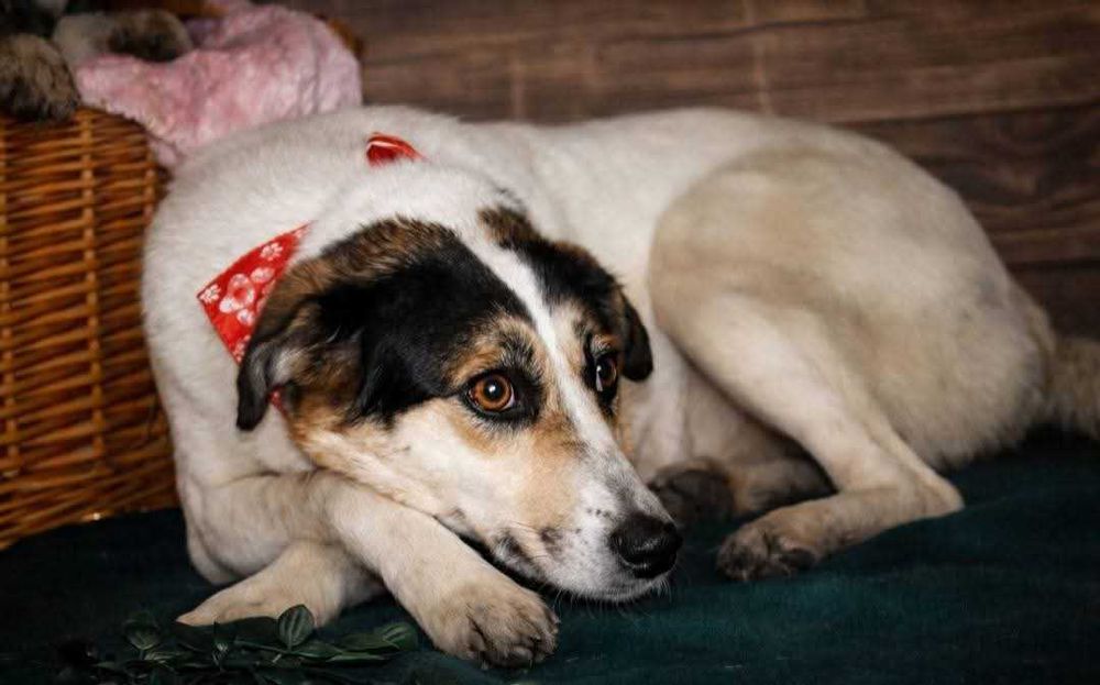 Daj dom skromnej Żelce