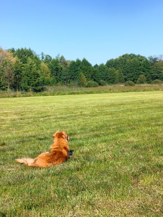 Rudy Bingo szuka domu