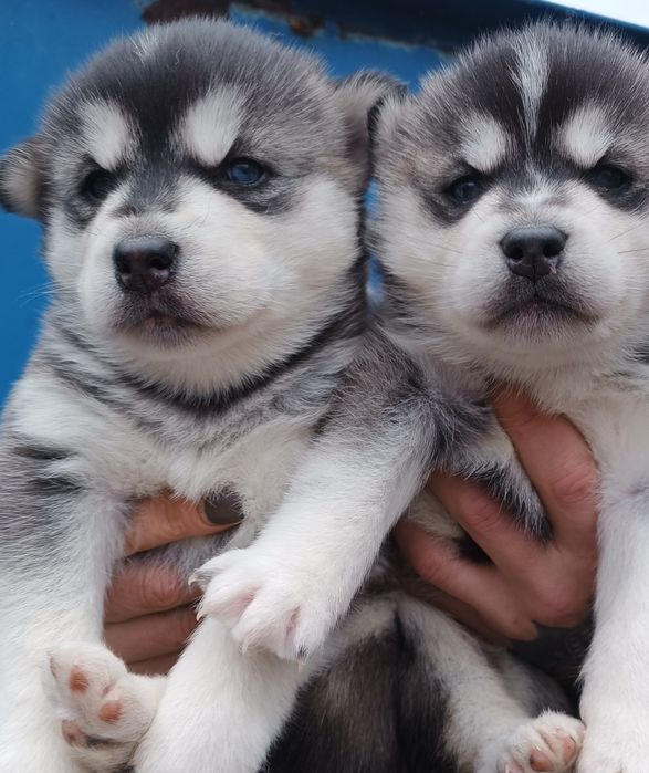 Красунчики! Продам