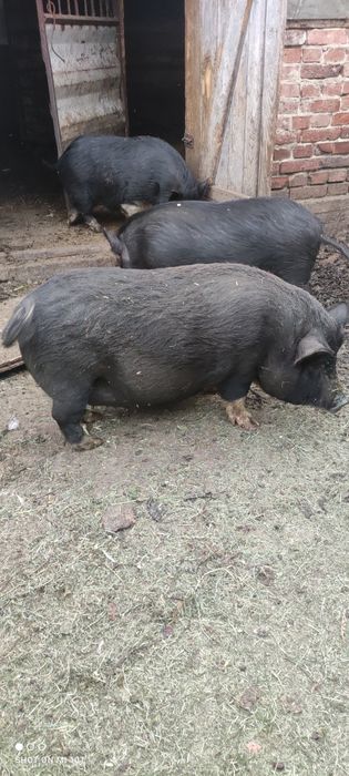 Продається поросна В'єтнамська свинья