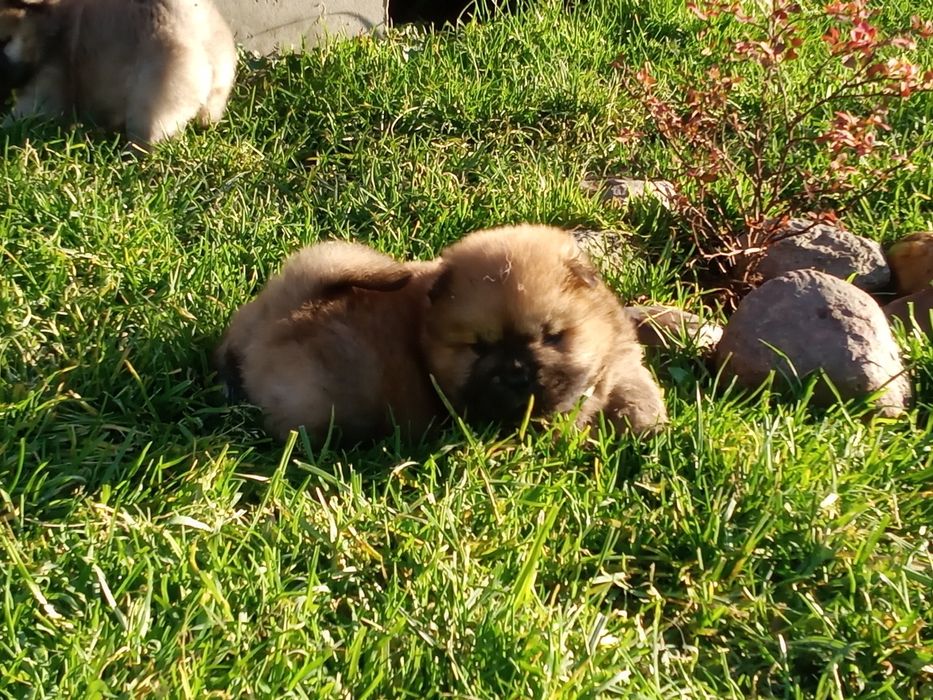 Chow Chow piesek Masked Red