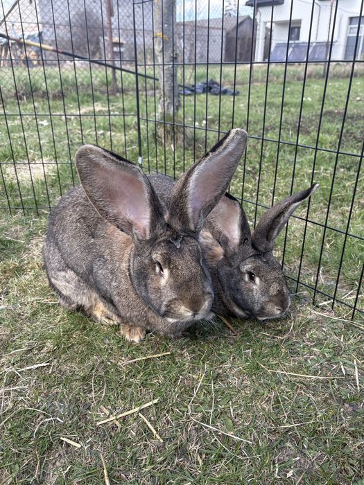 Samica olbrzym belgijski