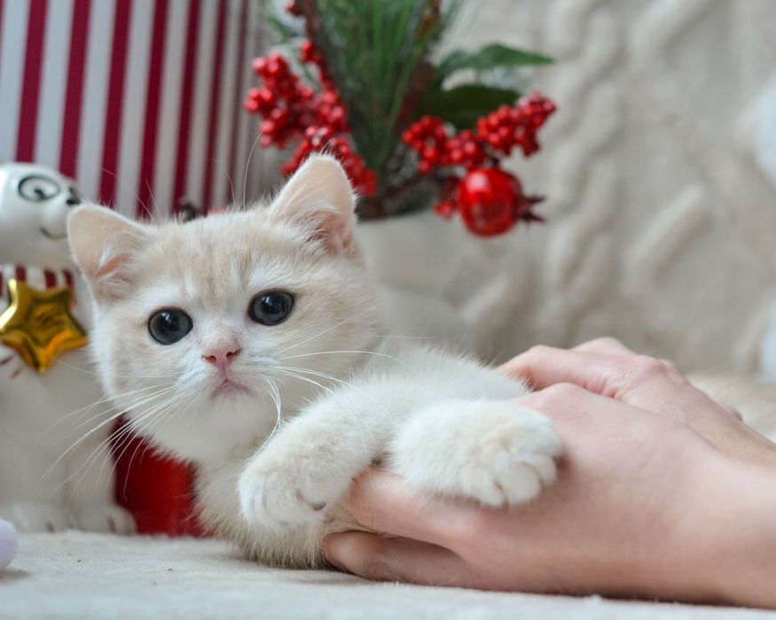 Котик блакитне золото