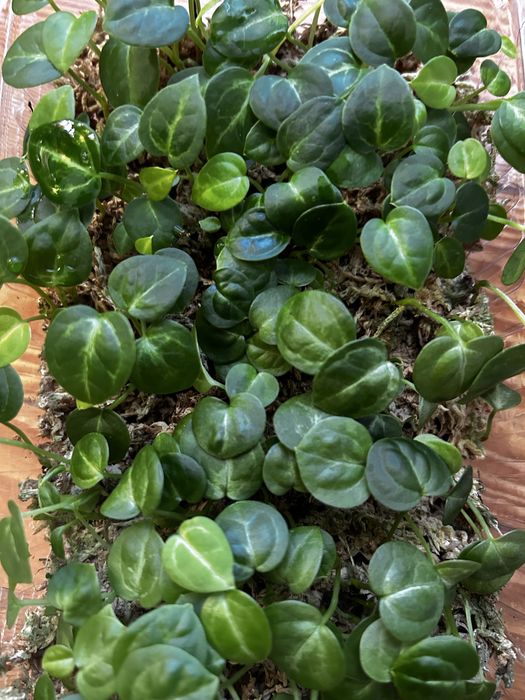 Anthurium Karma Crystal Super Silver x Michelle