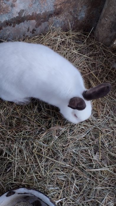 Кролики Калифорнийской породы