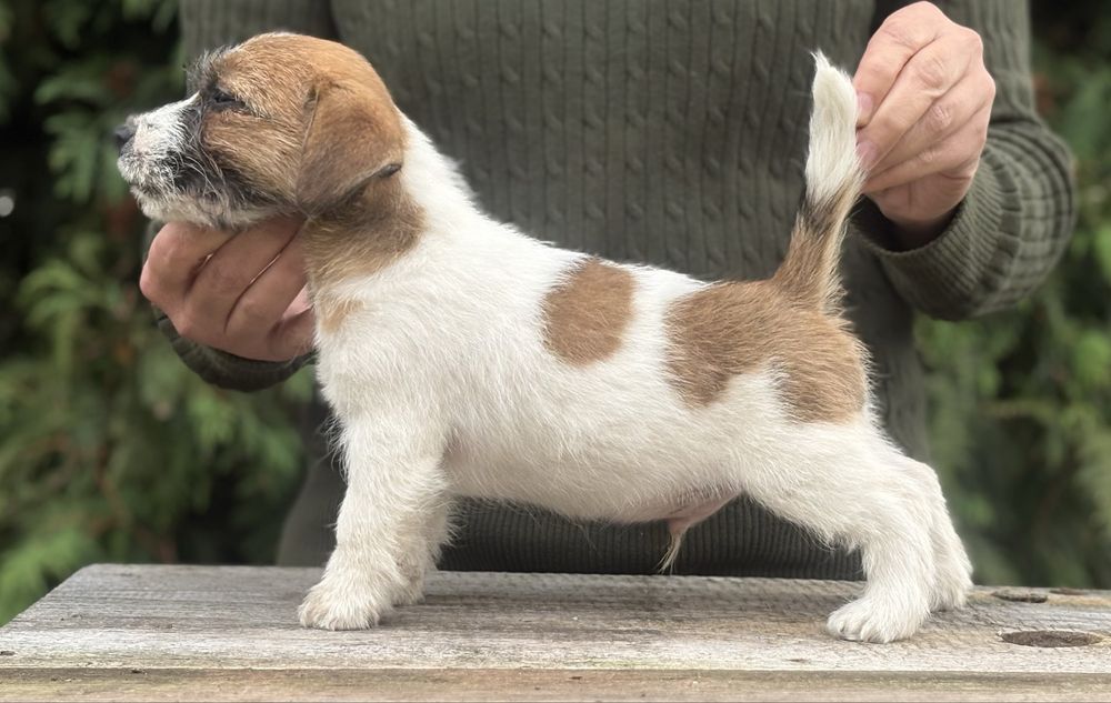 Szorstkowłosy Jack Russell Terrier ZKwP FCI