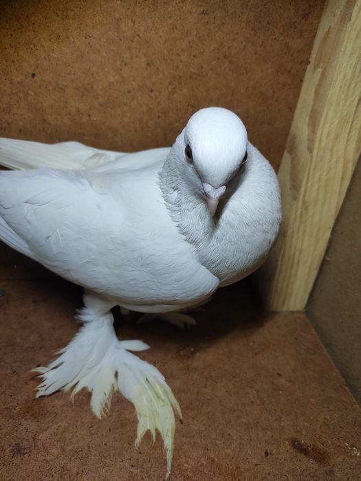 Gołąbek widymek samica