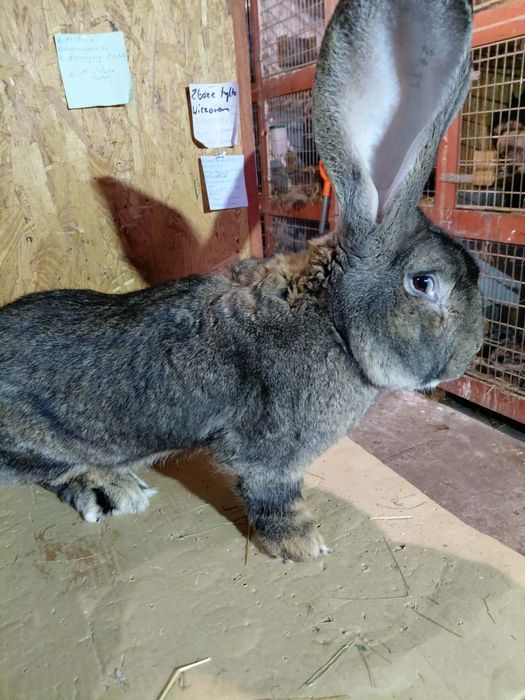 Olbrzym belgijski samce