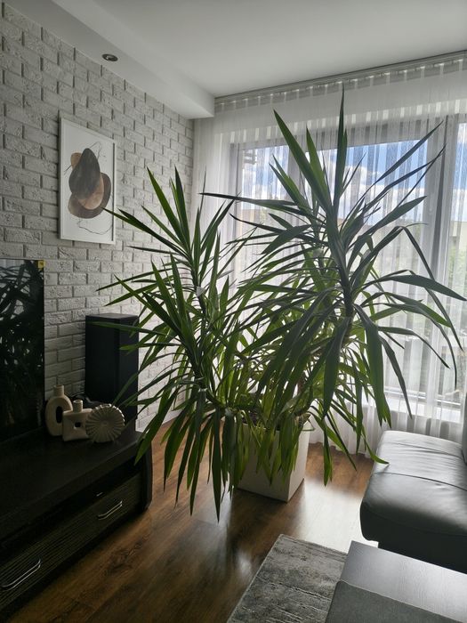 Juka (yucca)- piękna, rozłożysta, duża- Wrocław