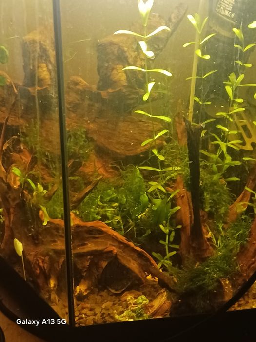 Krewetka celuco red dragon 5szt