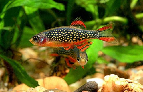Razbora galaxy, Danio margaritatus