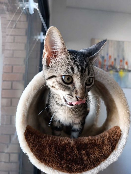 MACHO | Gatinho disponível para Adoção Responsável