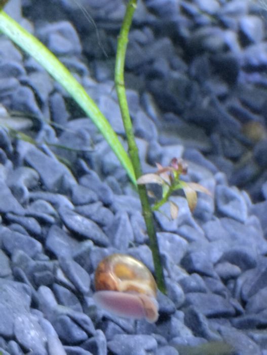 Caracóis para aquário