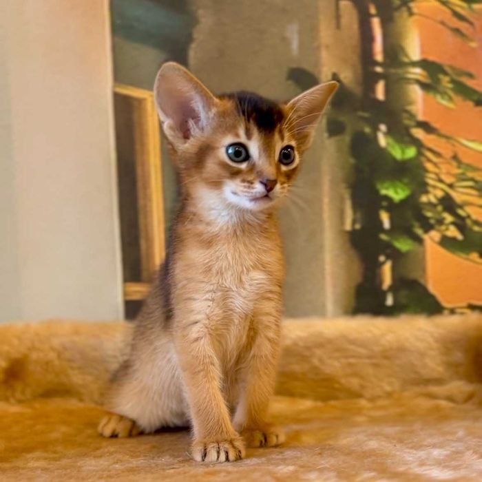 Абіссинські кошенята - ваше маленьке диво вже чекає!!!