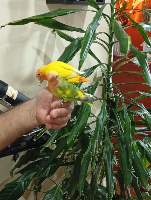 Cedem se agapornis e caturras domesticados