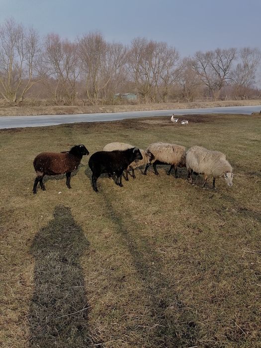 Sprzedam jagnieta 11 miesieczne