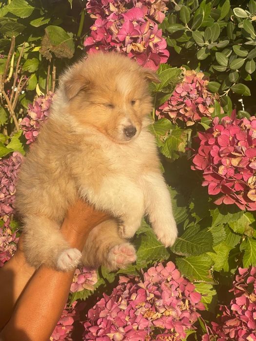 Rough collie macho