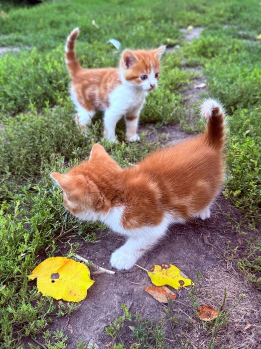 Кошенятка в добрі руки