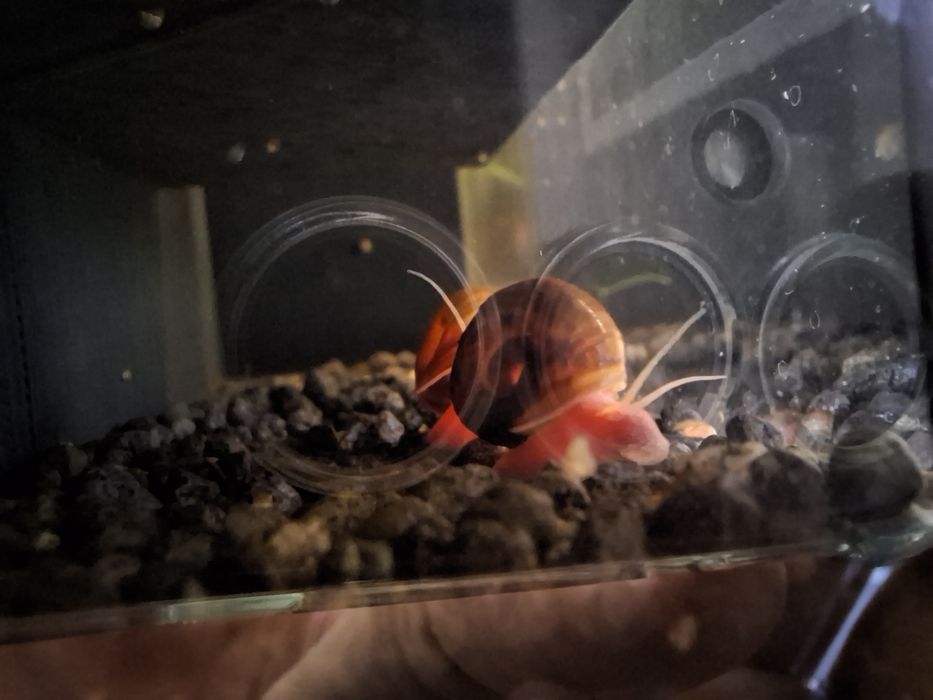 Caracóis Ramshorn