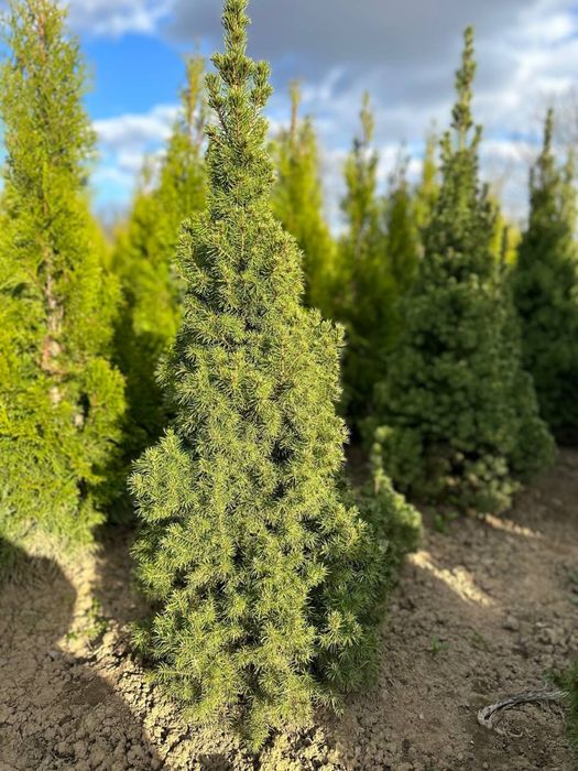 Коніка канадська