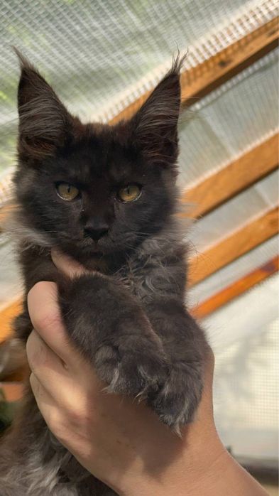 Sprzedam kociaka rasy Maine Coon