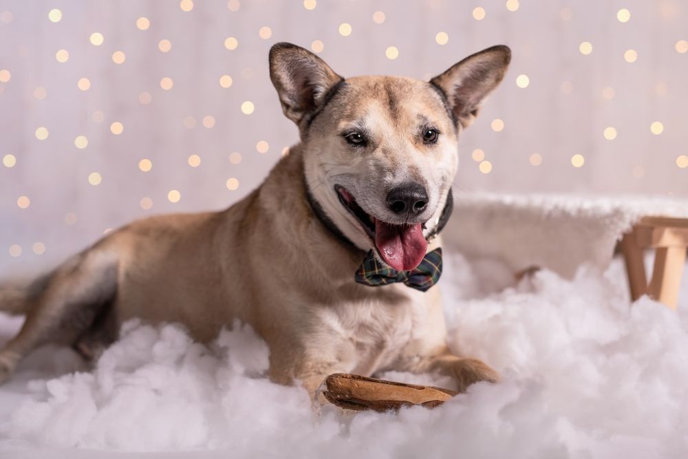 Kochany Lobo w typie TTB do adopcji!