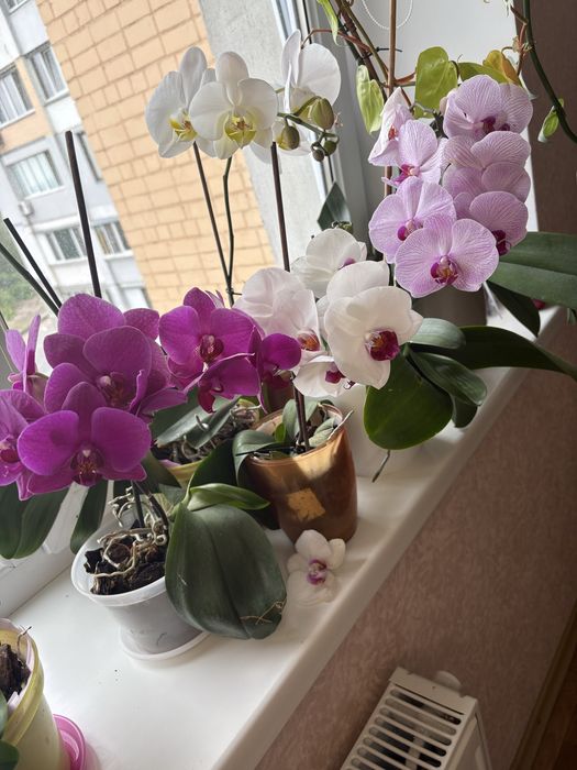 Орхідея , фелінопсіс фіолетового кольору