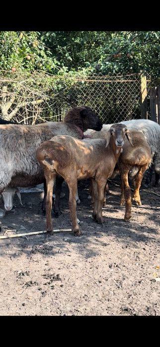 Овцы чистокровной Гисарской породы